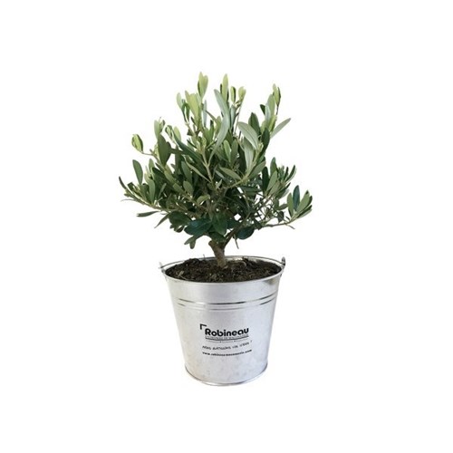 Plant d'olivier - Pot en zinc 15 cm