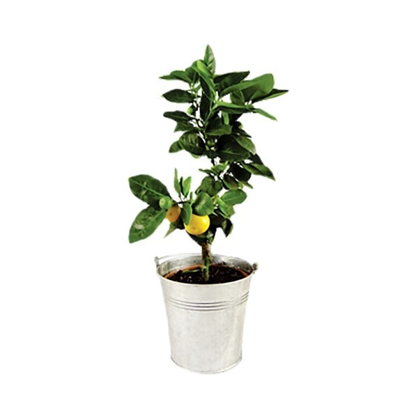 Oranger - Pot en zinc 15 cm