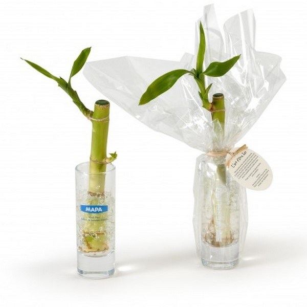 Bambou d'eau en vase verre