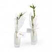 Bambou d'eau en vase verre -