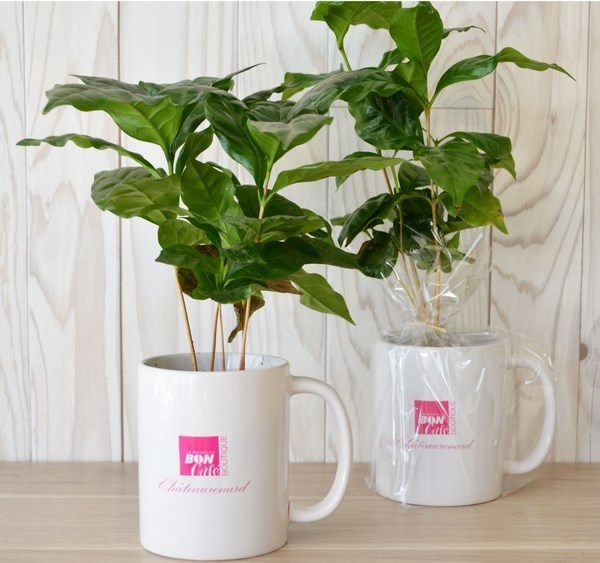 Plant de Caféier en mug - 1
