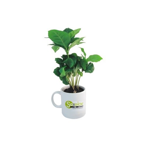 Plant de Caféier en mug
