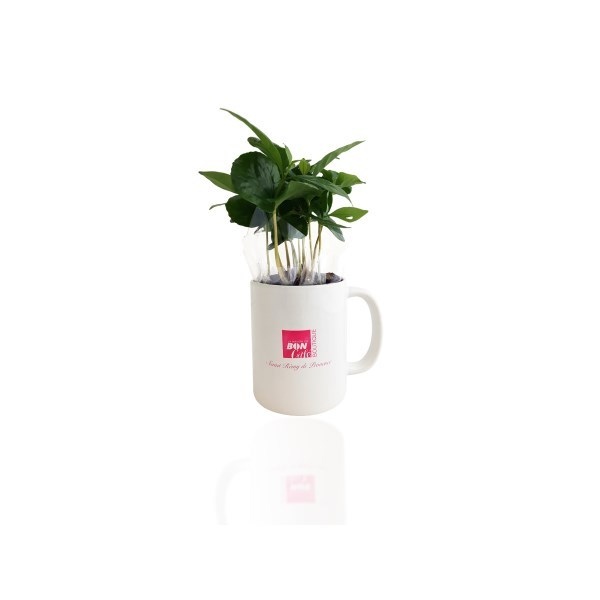 Plant de Caféier en mug - 3
