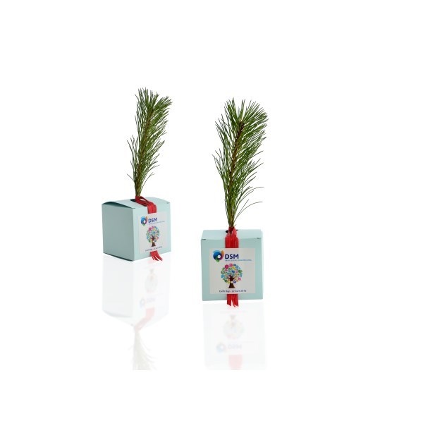 Le Cube arbre Résineux