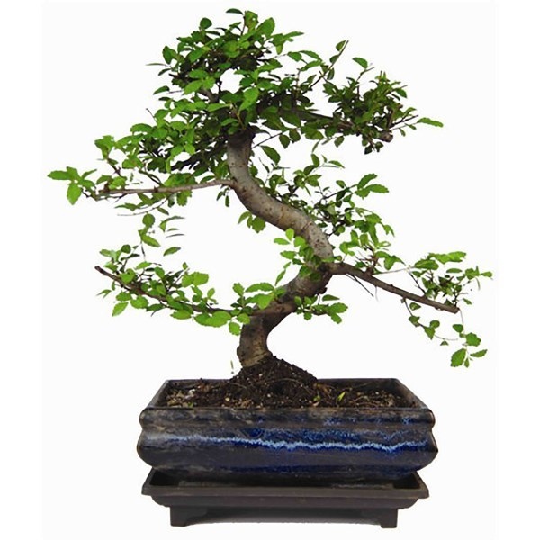 Bonsaï Torsadé en S