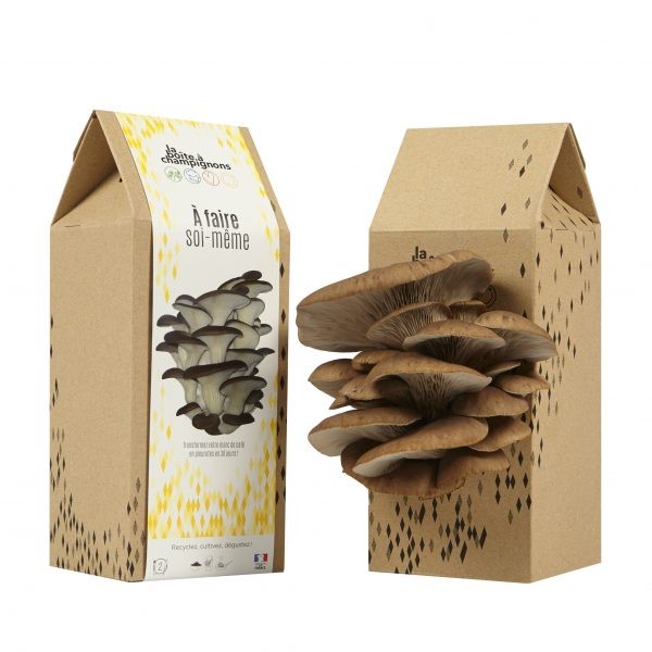 Boîte à Champignon "A faire soi-même"