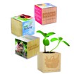 Kit de Plantation Maxi Cube En Bois -