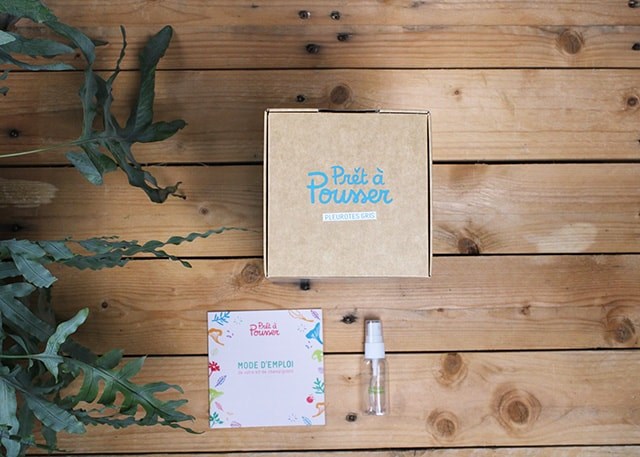 Kit de champignons pleurotes - 2