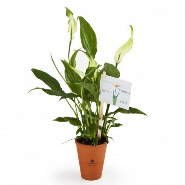 Spathiphyllum en pot -