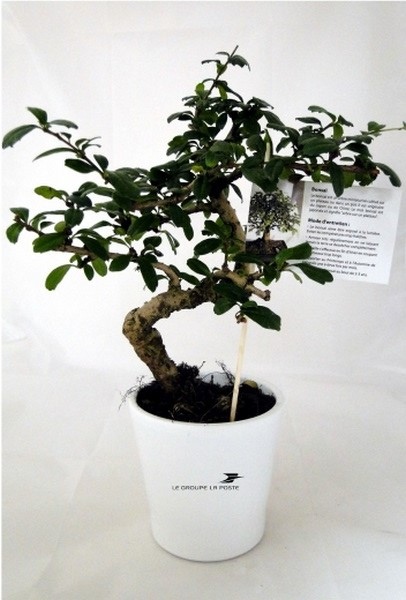 Bonsaï Prestige - 1