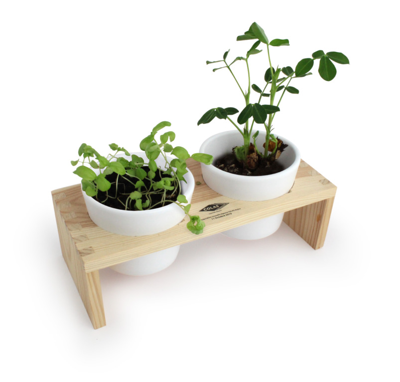 Duo de plantes aromatiques sur plateau en bois