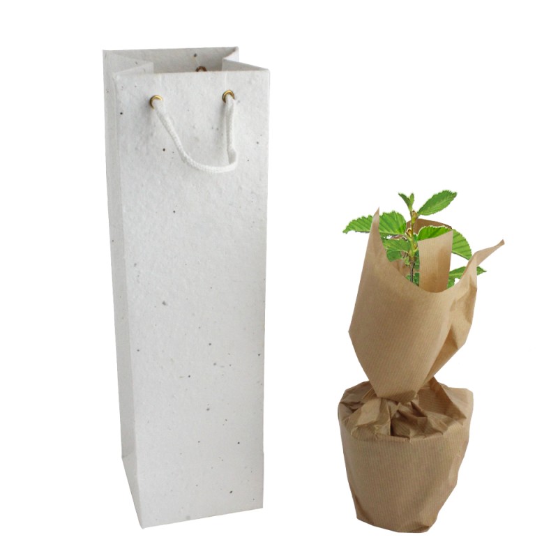Plant d'arbre en sac kraft black collection - Feuillus