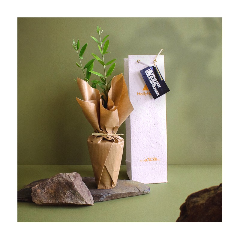 Plant d'arbre en sac kraft black collection - Feuillus - 2