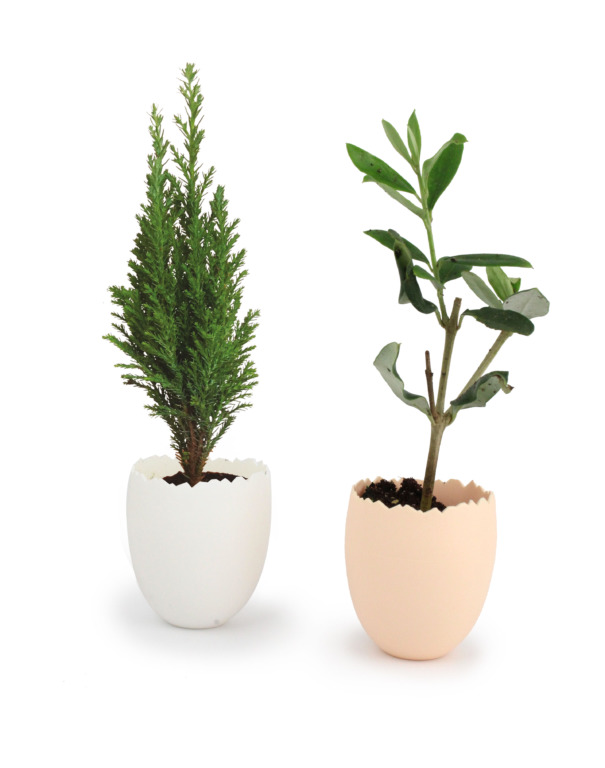 Mini Plant d'arbre dans un pot en forme d'oeuf