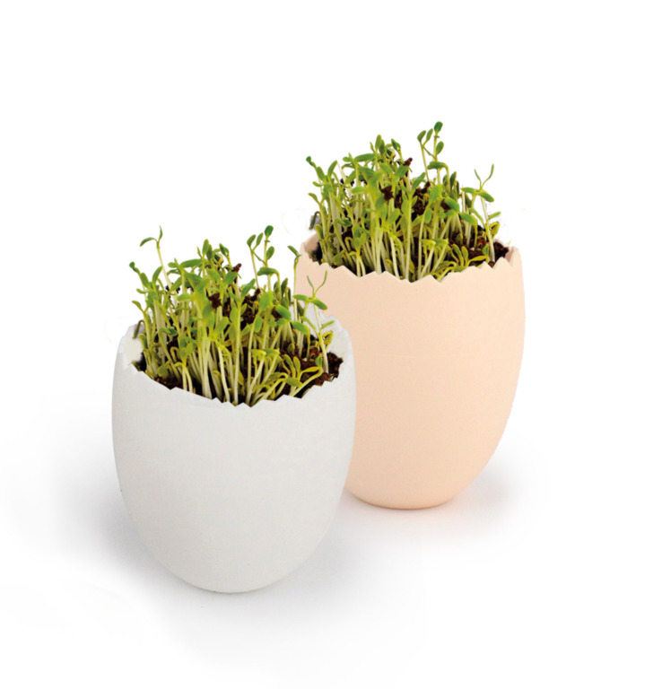 Kit de plantation - La boîte de 4 oeufs à graines - 2