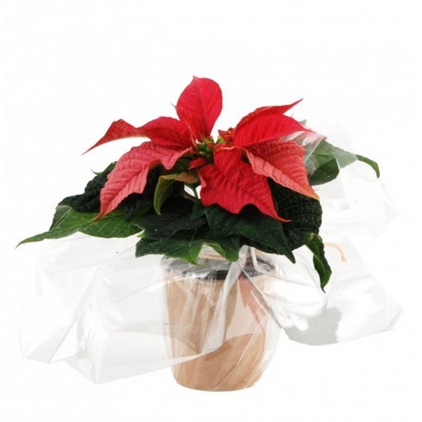 Plante de Noël en pot - personnalisable