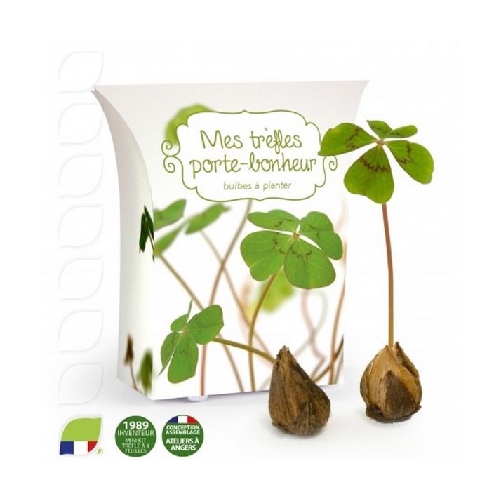 Bulbes De Trefles A 4 Feuilles En Boite Personnalisable Dream Act Pro