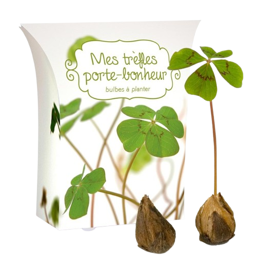 Boîte good luck avec bulbes de trèfle 4 feuilles