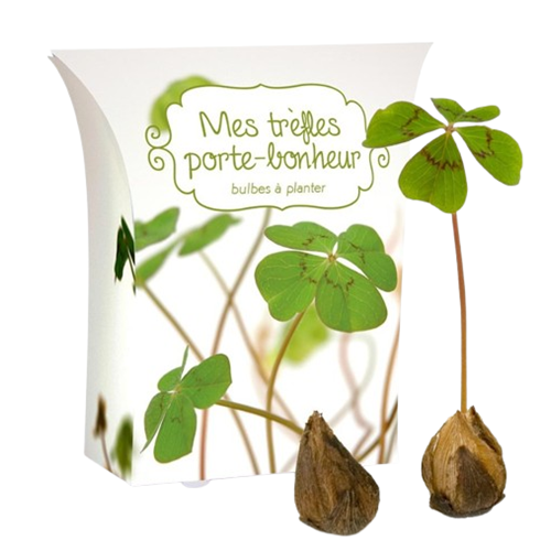Boîte good luck avec bulbes de trèfle 4 feuilles