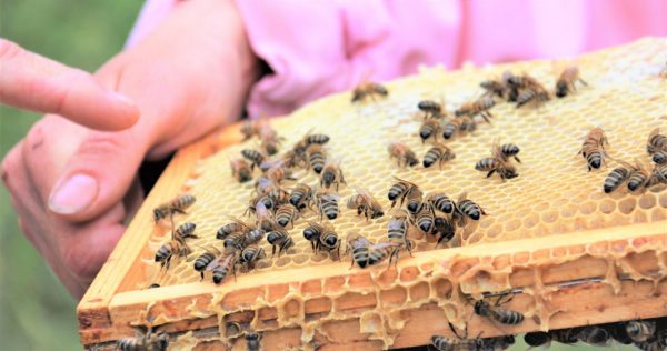 Bracelet et médaillon en bois made in France  - Manifesto Abeilles - 4