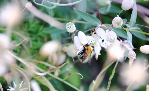 Bracelet et médaillon en bois made in France  - Manifesto Abeilles - 3