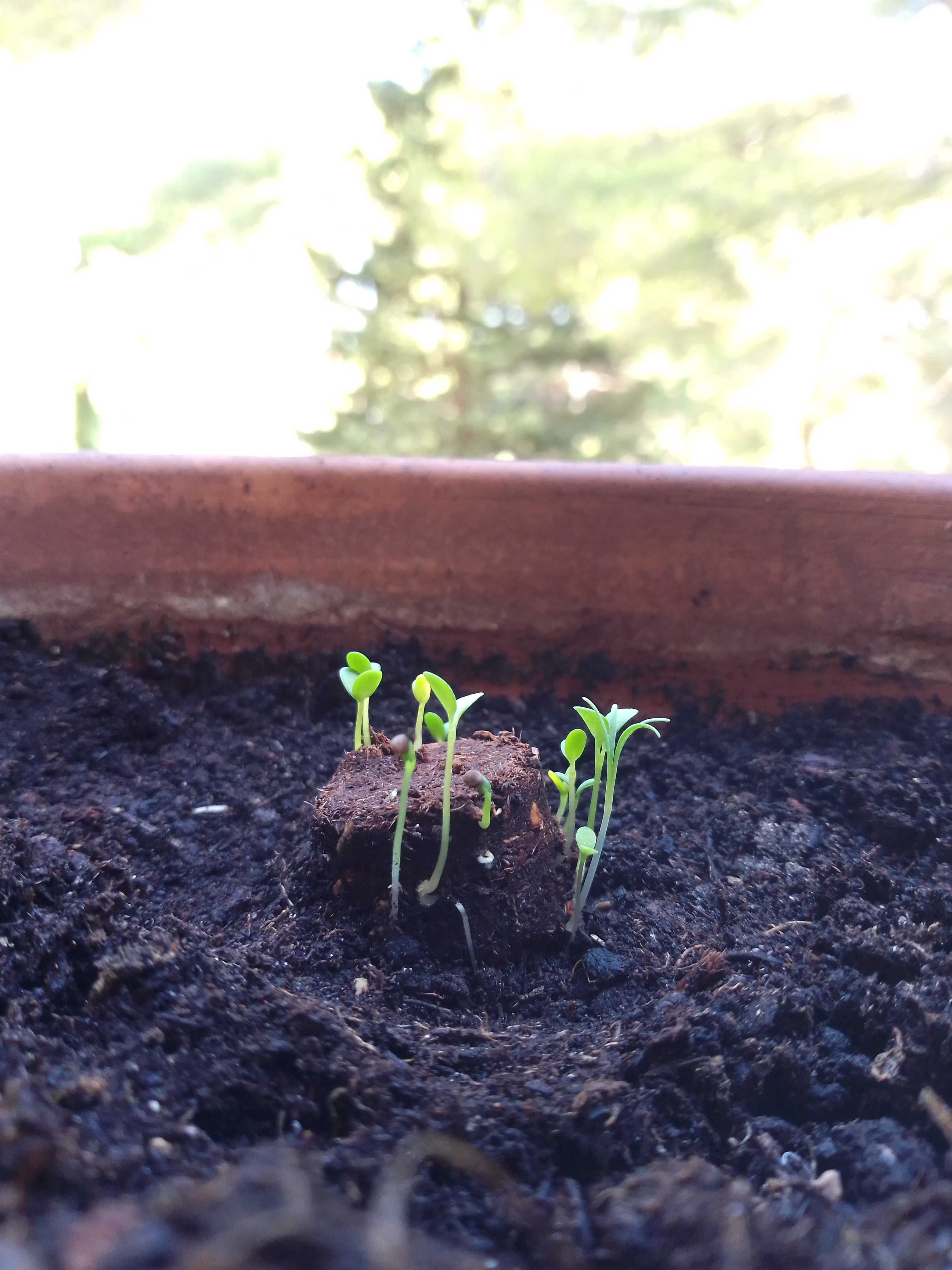 Bombes à fleurs dans 1 baluchon en coton bio personnalisable - 4