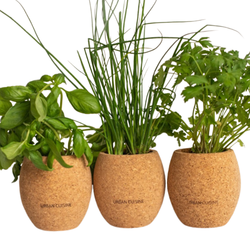 Pot de plantation d’aromates bio en liège recyclé