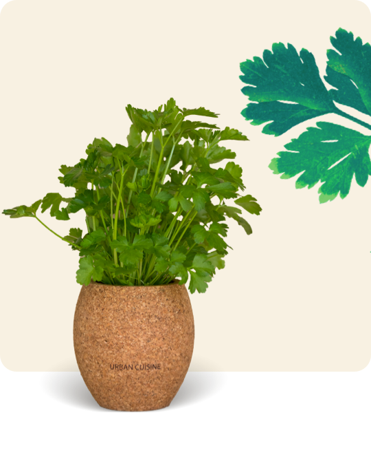 Pot de plantation d’aromates bio en liège recyclé - 3