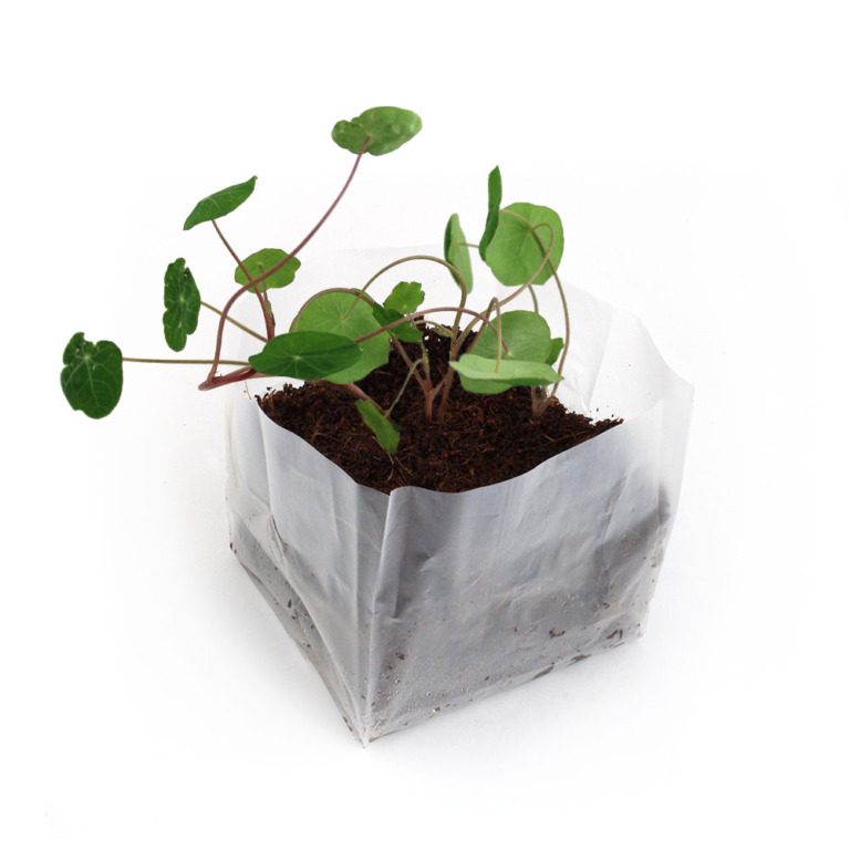 Kit de plantation pocket coco - 3