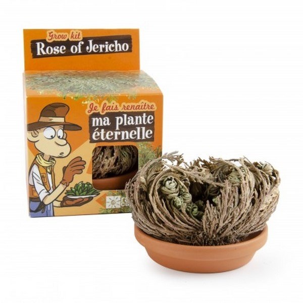 Kit de plantation Rose de Jéricho plante éternelle - pot 8 cm