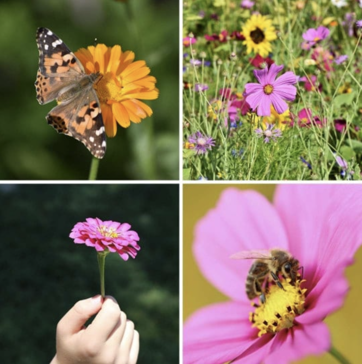 Le Kit pour fabriquer des bombes de graines - 3