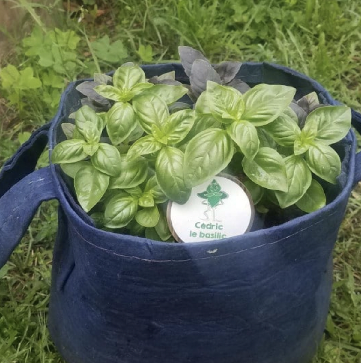 Le Kit aromatique BIO des enfants - 4