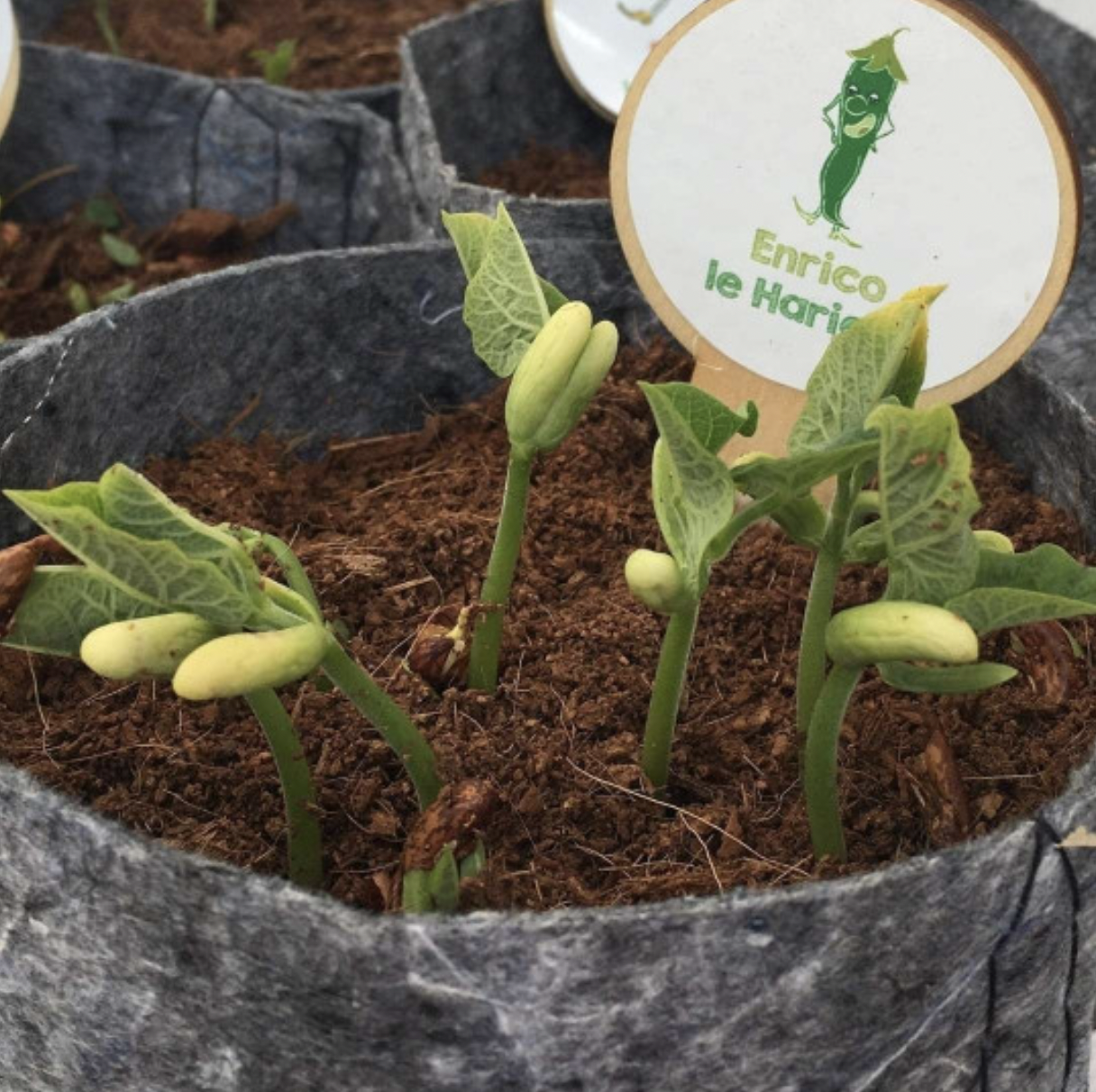 Le mini Kit de graines bio - 22 variétés différentes - 3