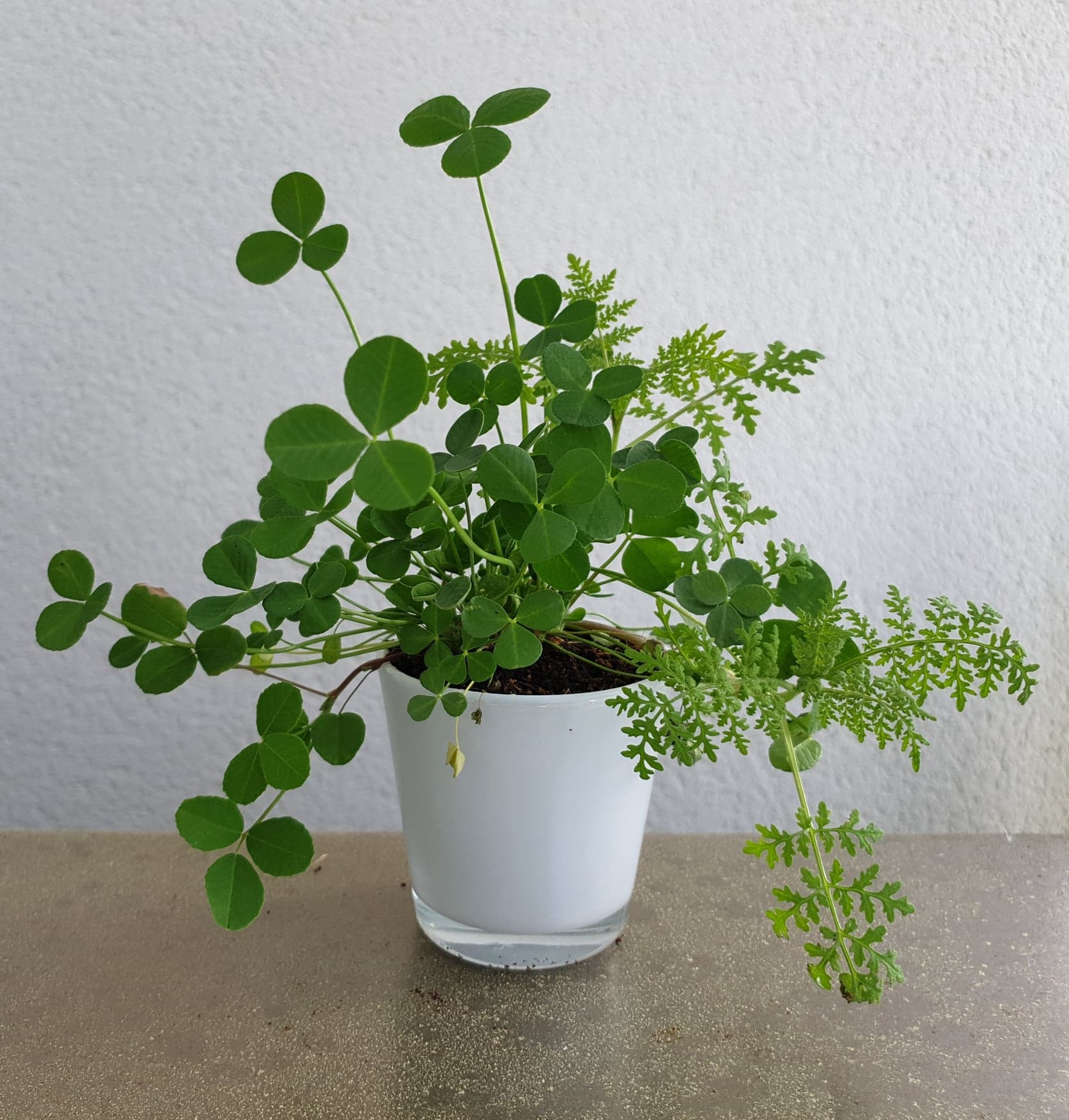 Balles de Graines rondes en vrac à planter - Made in France - 6