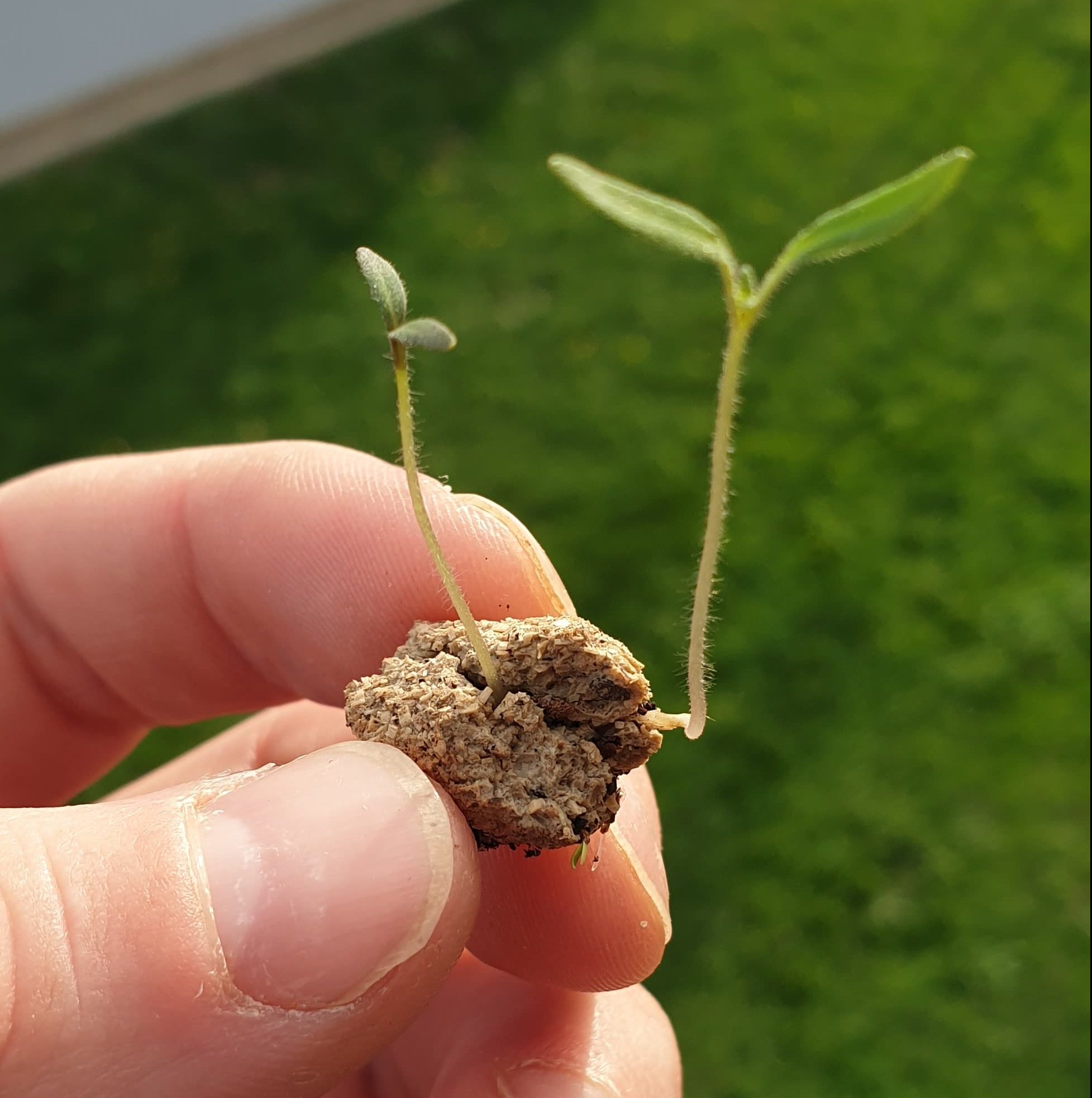 3 balles de graines bio dans une boite kraft - Made in France - 2