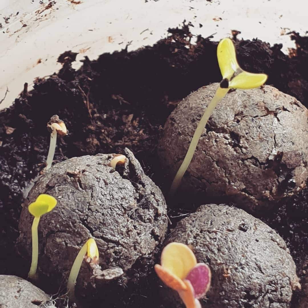 Balles de Graines rondes en vrac à planter - Made in France - 4