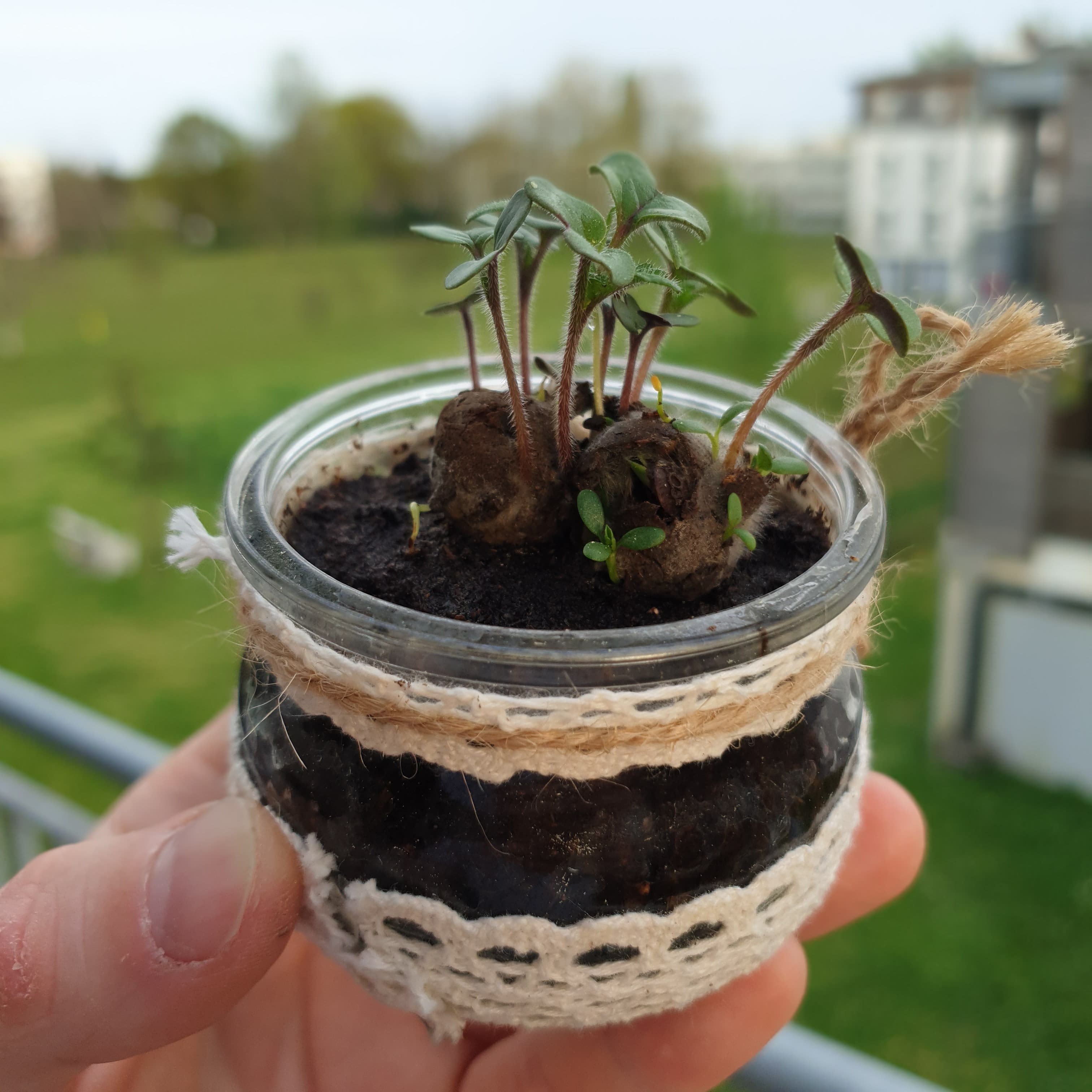 Boules de Noël bio à planter - Made in France -