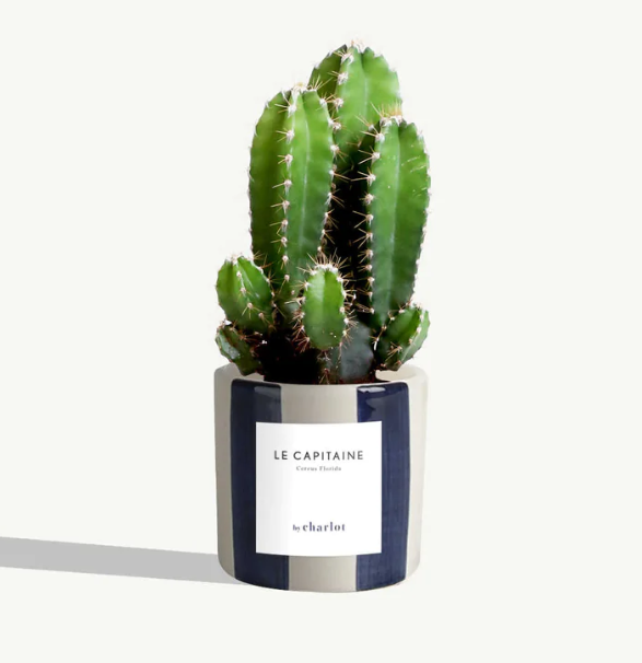 Petite plante avec pot Made in Portugal - Miniature -