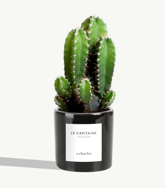 Petite plante avec pot Made in Portugal - Miniature -