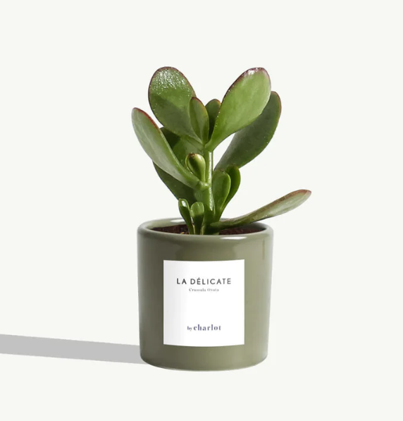 Petite plante avec pot Made in Portugal - Miniature -