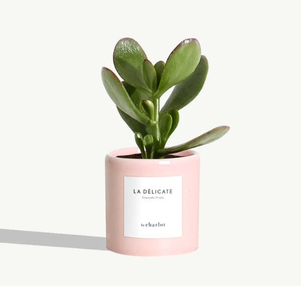 Petite plante avec pot Made in Portugal - Miniature -