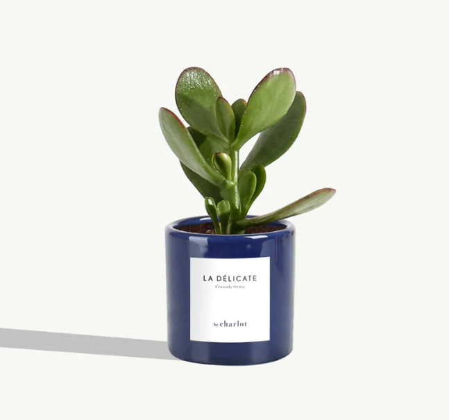 Petite plante avec pot Made in Portugal - Miniature -