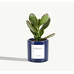 Petite plante avec pot Made in Portugal - Miniature -