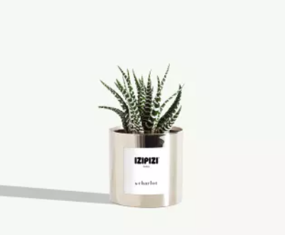 Petite plante avec pot Made in Portugal - Miniature -