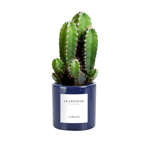 Petite plante avec pot Made in Portugal - Miniature