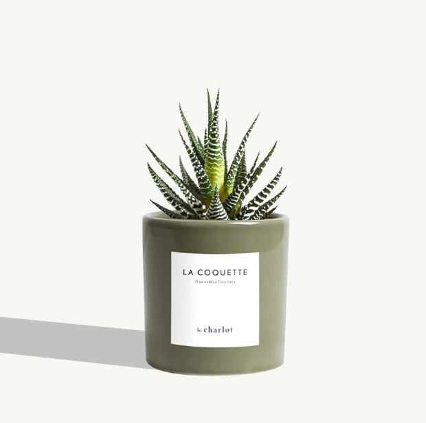 Petite plante avec pot Made in Portugal - Petites -