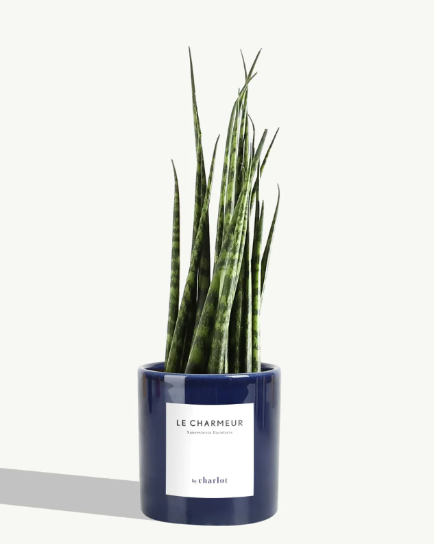 Petite plante avec pot Made in Portugal - Petites -