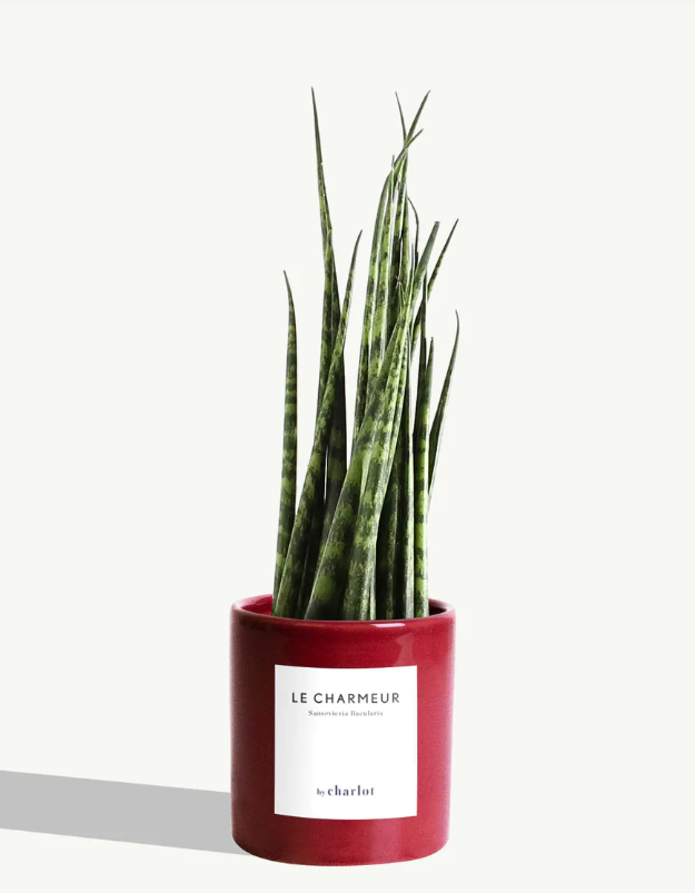 Petite plante avec pot Made in Portugal - Petites -