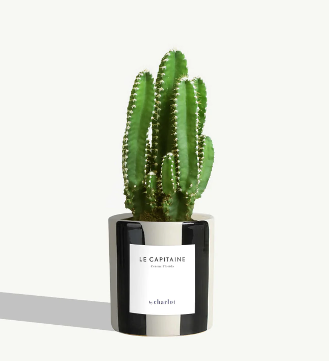 Petite plante avec pot Made in Portugal - Petites -