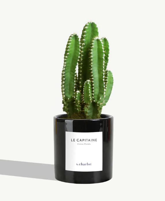 Petite plante avec pot Made in Portugal - Petites -